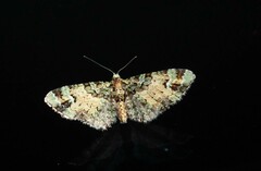 Pasiphila bilineolata