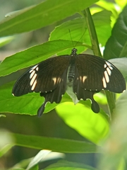 Papilio nephelus
