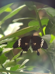 Papilio nephelus