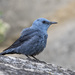 Blue Rock-Thrush - Photo (c) Pavel Shukov, some rights reserved (CC BY-NC), uploaded by Pavel Shukov