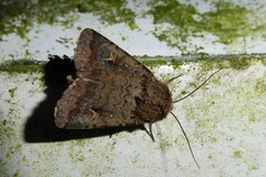 Proteuxoa tetronycha