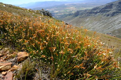 Elegia esterhuyseniae