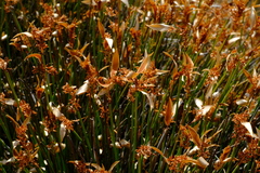 Elegia esterhuyseniae