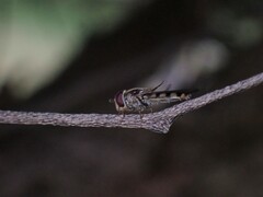 Melangyna viridiceps