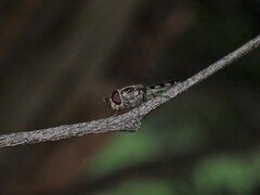 Melangyna viridiceps