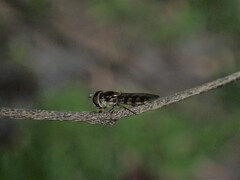 Melangyna viridiceps