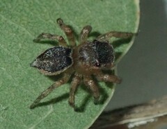 Maratus volans