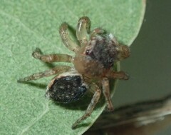 Maratus volans