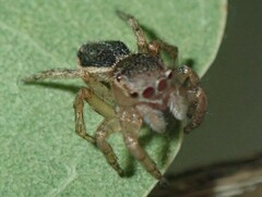 Maratus volans