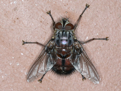 Rutilia