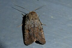 Proteuxoa tetronycha