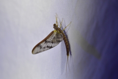 Ichthybotus hudsoni