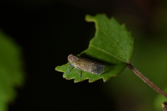 Zeoliarus oppositus