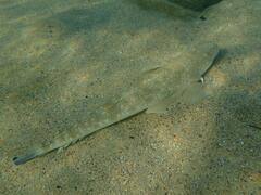 Platycephalus fuscus