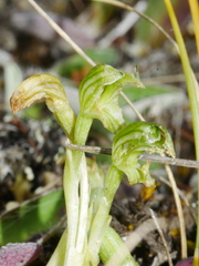 Pterostylis tanypoda