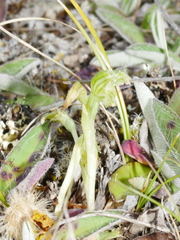Pterostylis tanypoda