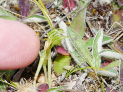 Pterostylis tanypoda
