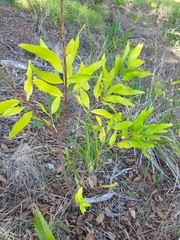 Persoonia conjuncta