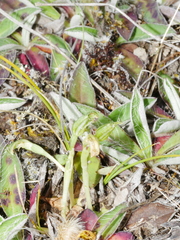 Pterostylis tanypoda