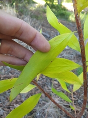 Persoonia conjuncta