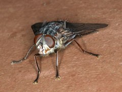 Rutilia