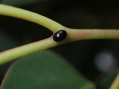 Phalacridae