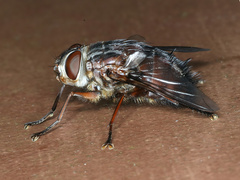 Rutilia