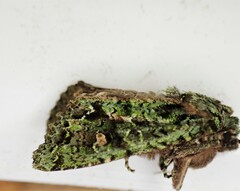 Ichneutica plena