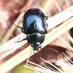 Chrysolina aurichalcea