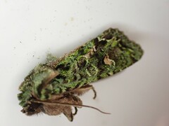 Ichneutica plena