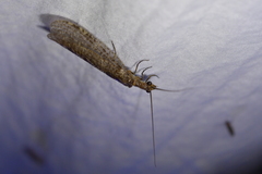 Archichauliodes diversus