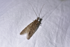 Archichauliodes diversus