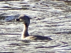 Poliocephalus poliocephalus