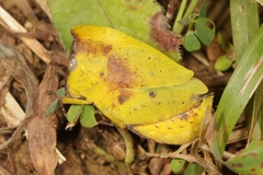 Teratodinae