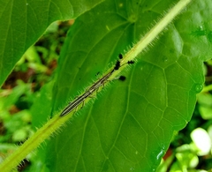 Eucomatocera vittata