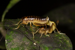 Hemiandrus pallitarsis
