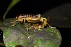 Hemiandrus pallitarsis