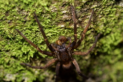 Uliodon