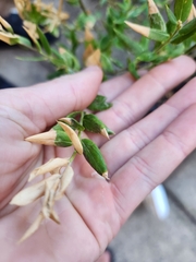 Polygala × dalmaisiana