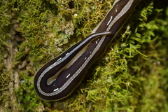 Australopacifica