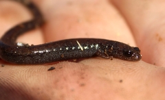 Batrachoseps nigriventris