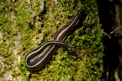 Australopacifica