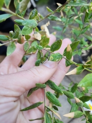 Polygala × dalmaisiana