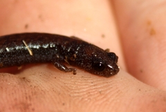 Batrachoseps nigriventris