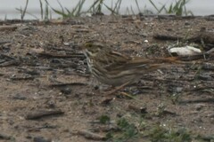 Passerculus sandwichensis beldingi