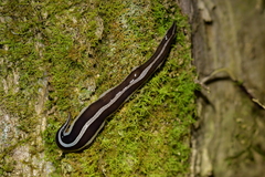 Australopacifica