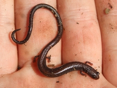 Batrachoseps nigriventris