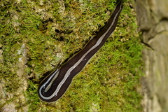 Australopacifica
