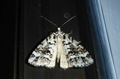 Pseudocoremia leucelaea