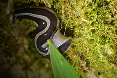 Australopacifica
